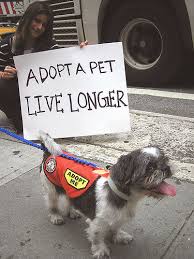 Adopting a Pet from a Shelter